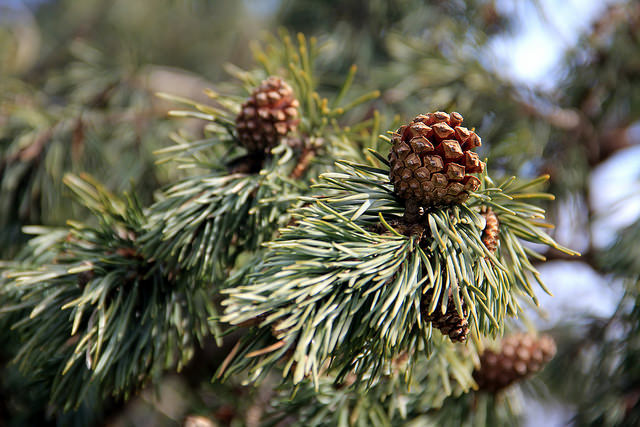 Pin sylvestre