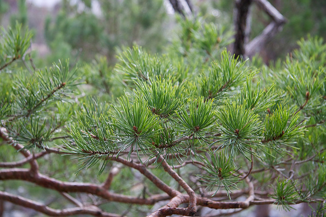 Pin sylvestre