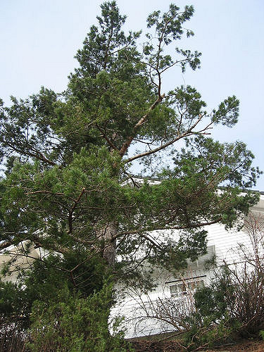 Pin sylvestre