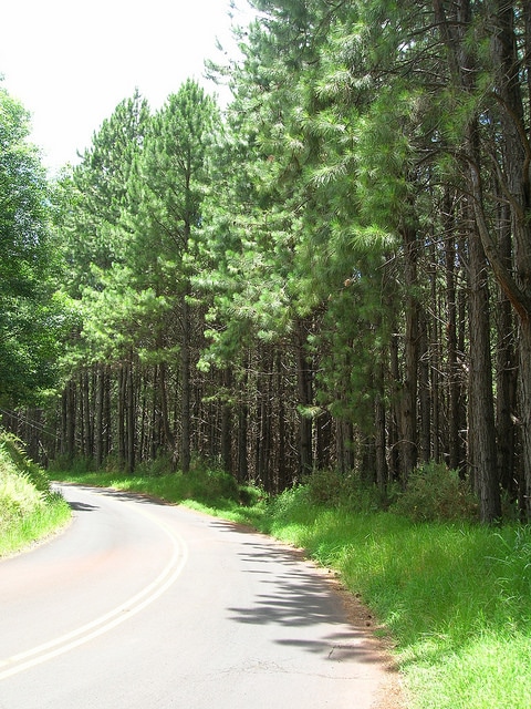 Pinus taeda