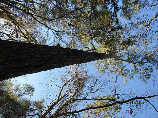 Pinus taeda