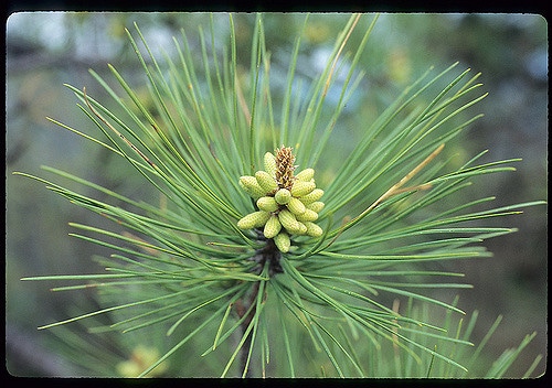 Pinus taeda