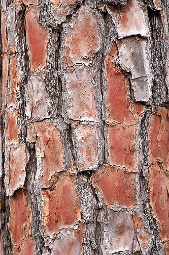 Pinus taeda
