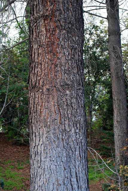 Pinus torreyana