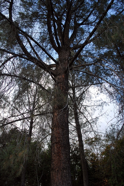 Pinus torreyana