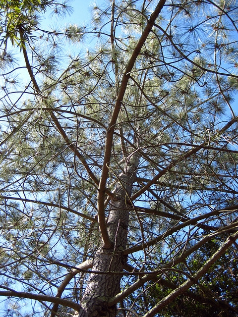 Pinus torreyana