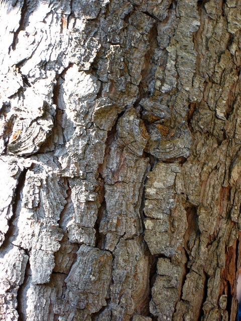Pinus torreyana
