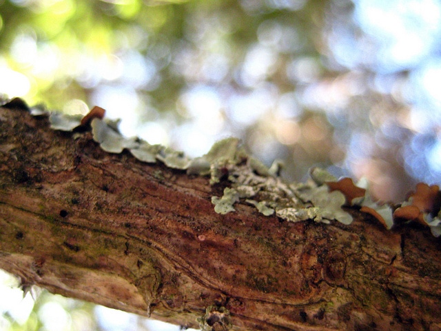 Pinus torreyana