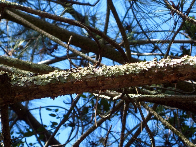 Pinus torreyana (Pinus torreyana)