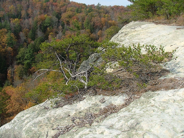 Pinus virginiana