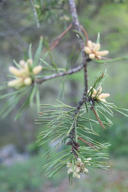 Pinus virginiana