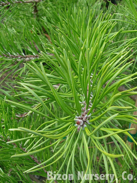 Pinus virginiana