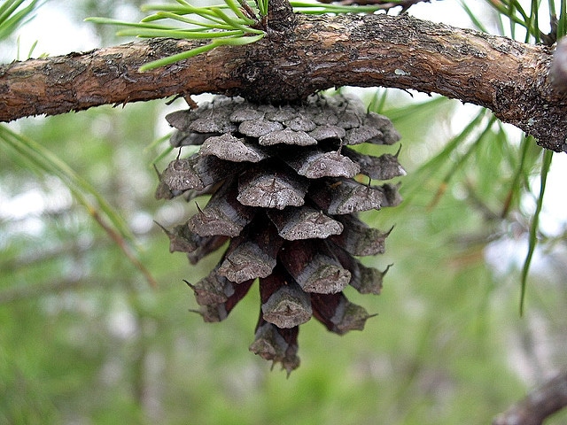Pinus virginiana