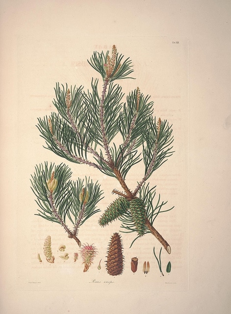 Pinus virginiana