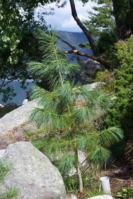 Pinus wallichiana