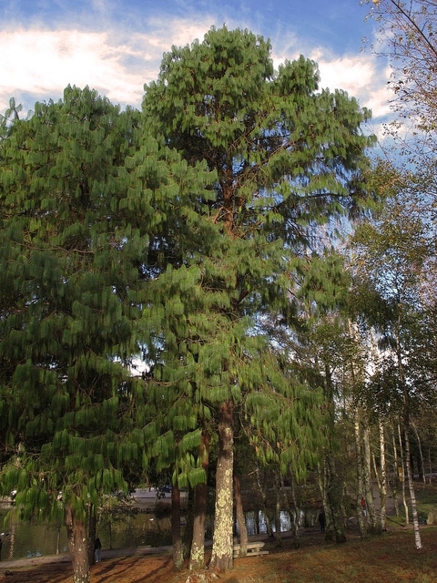 Pinus wallichiana