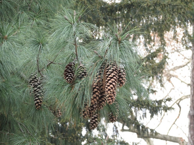 Pinus wallichiana