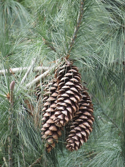 Pinus wallichiana