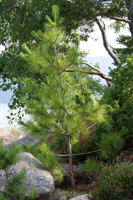 Pinus wallichiana