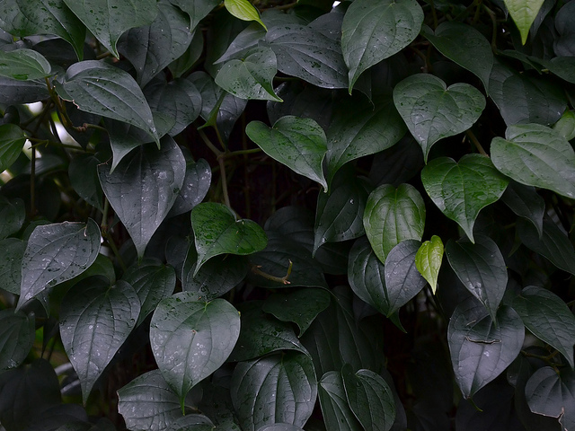 Poivrier noir (Piper nigrum)