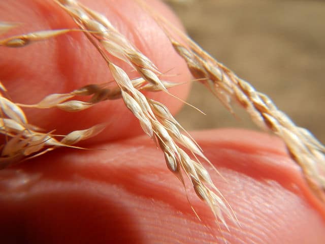 Faux millet