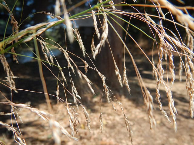 Faux millet (Piptatherum miliaceum)
