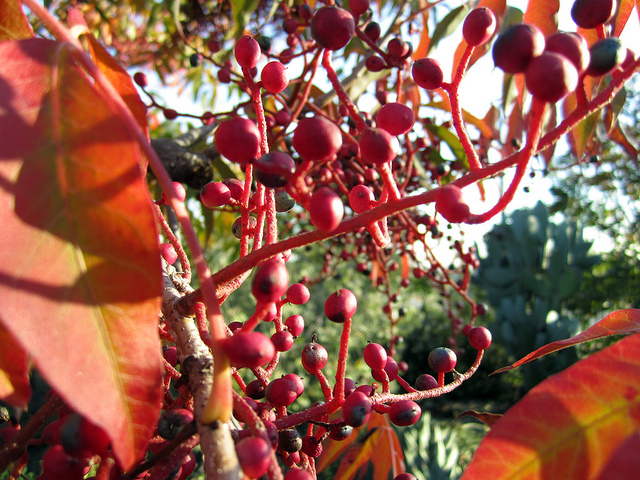 Pistachier de chine