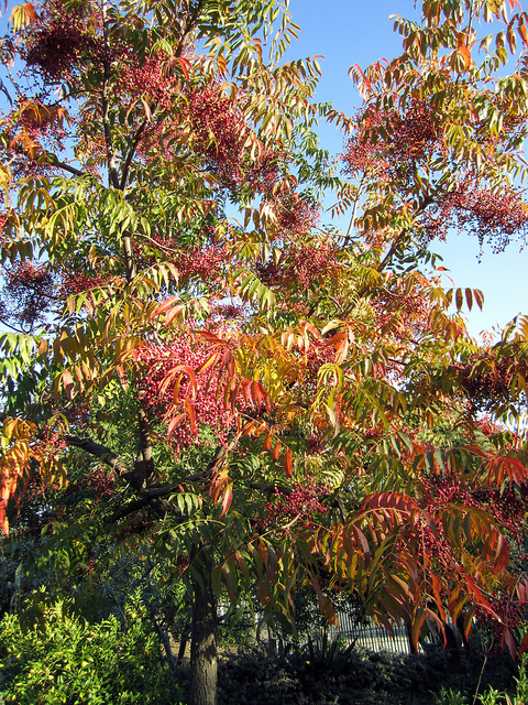Pistachier de chine