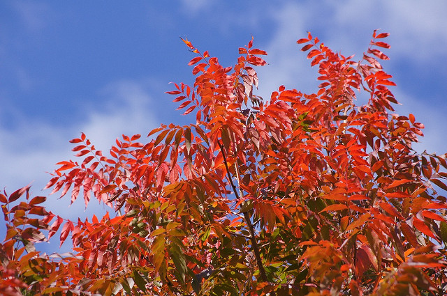Pistachier de chine (Pistacia chinensis)