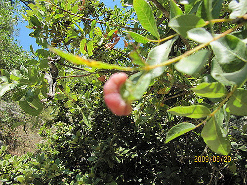 Pistachier térébinthe