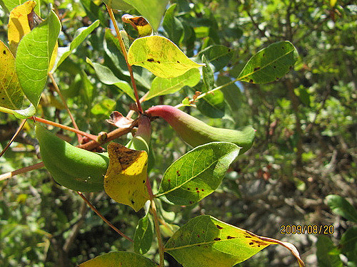 Pistachier térébinthe