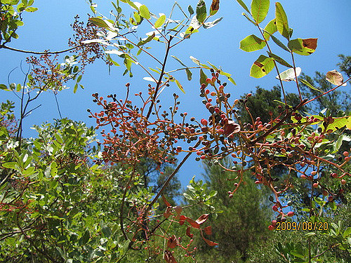 Pistachier térébinthe