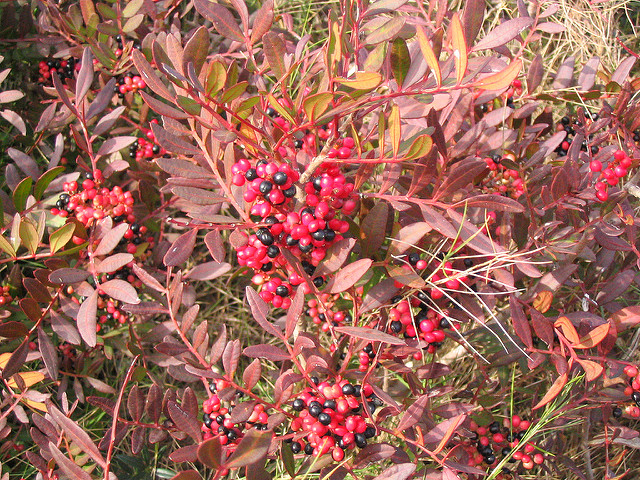 Pistachier térébinthe