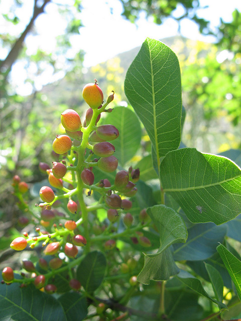 Pistachier térébinthe