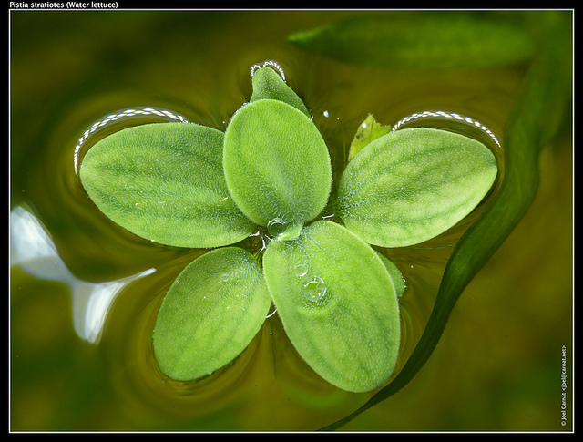 Pistia stratiotes