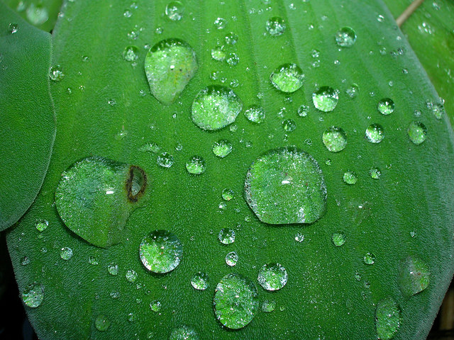 Pistia stratiotes