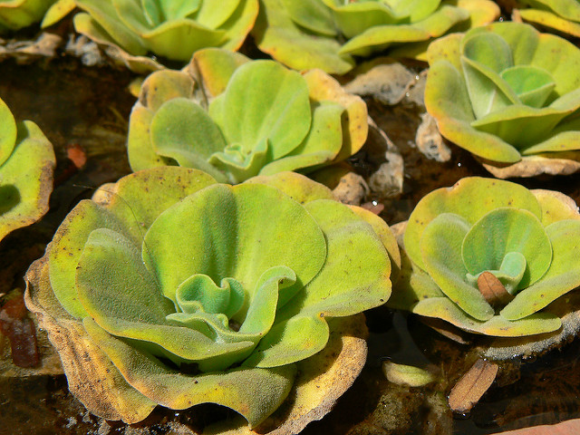 Pistia stratiotes