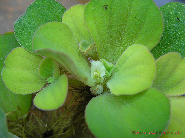 Pistia stratiotes
