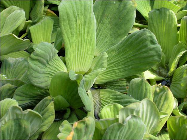 Pistia stratiotes