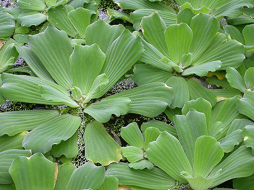 Pistia stratiotes (Pistia stratiotes)