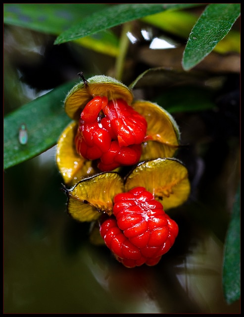 Pittosporum bicolor