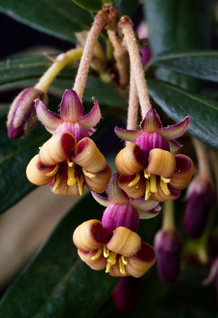 Pittosporum bicolor