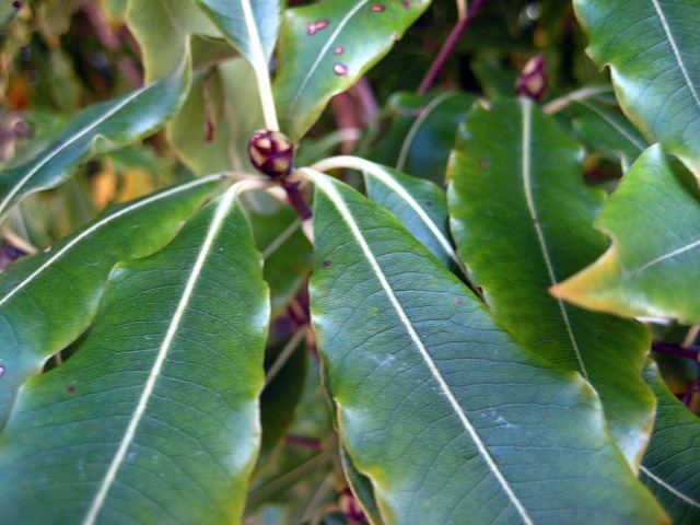 Pittosporum eugenioides (Pittosporum eugenioides)