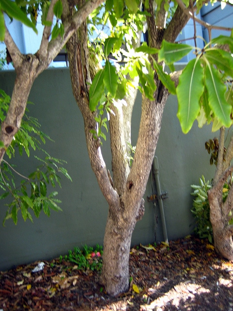 Pittosporum eugenioides