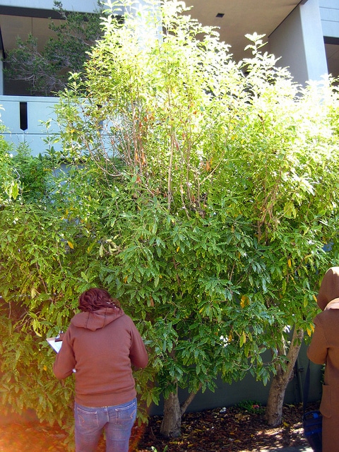 Pittosporum eugenioides