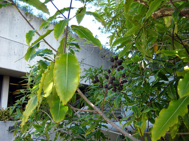 Pittosporum eugenioides