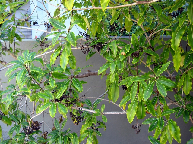 Pittosporum eugenioides