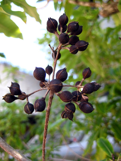 Pittosporum eugenioides
