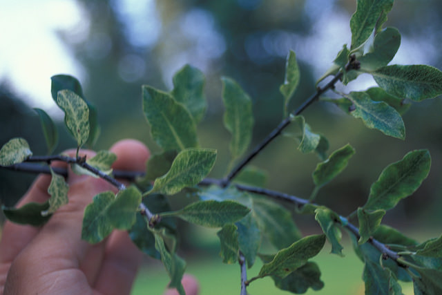 Pittospore à petites feuilles