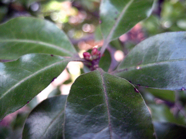 Pittospore à petites feuilles